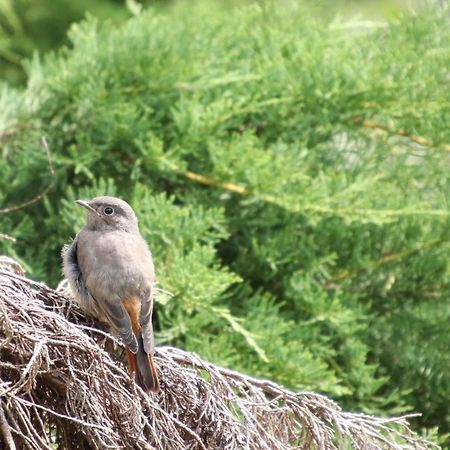 Leafmaxi - Camping Du Nord Bourscheid Bagian luar foto